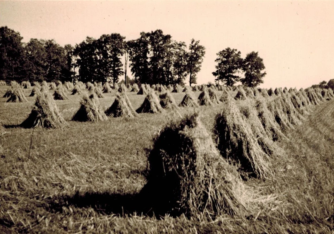 1935 Roggenernte auf dem Pieperhagen.webp